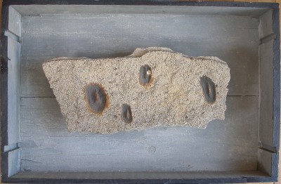 Fossil of the face